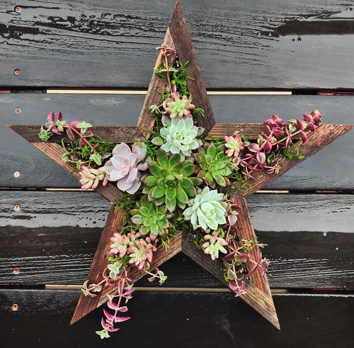 Succulent star
